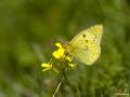 Colias hyale (Orman Azameti)